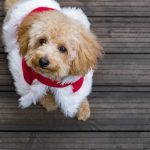 おすすめの飼いやすい犬６選